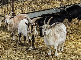 山羊,農(nóng)場,動物