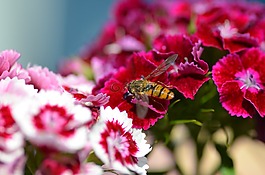 花,黃蜂,開花