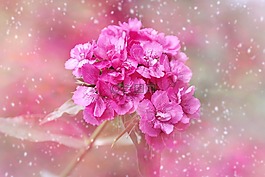 香石竹,開(kāi)花,粉紅色