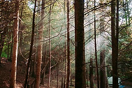 陽光,日出,樹
