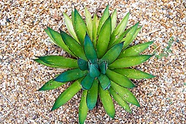 多汁,仙人掌,植物