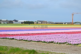 荷蘭,燈泡,開花