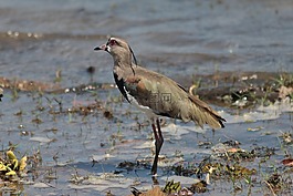 鳥,野生動物,水