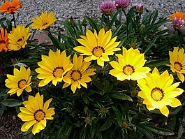 雜色菊,寶花,水華