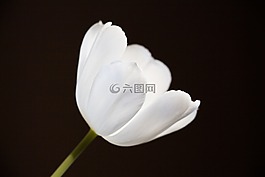 郁金香,白,光明