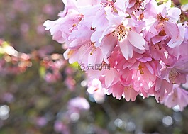 櫻花,花,春