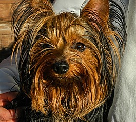 狗,约克夏犬,小狗