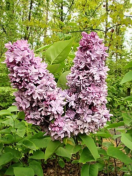 丁香,花,盛開