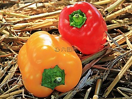 感恩節(jié),辣椒粉,秋季