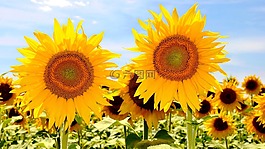向日葵,黃色花,向日葵的字段
