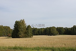字段,森林,草
