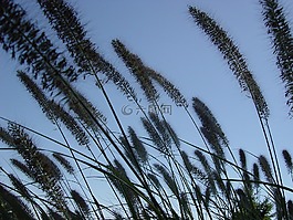 草,原野,自然