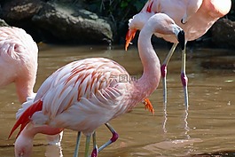 鳥(niǎo),火烈鳥(niǎo),自然