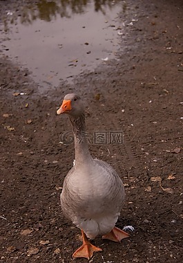 單,鵝,鳥