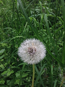 蒲公英,春天,花