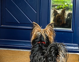 狗,约克夏犬,小狗