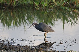 鳥,野生動物,水