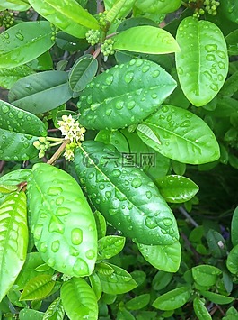coffeeberry,開花,花
