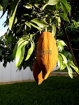 mungubeira,树,munguba