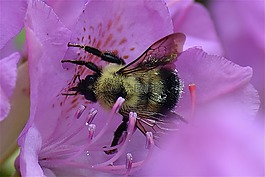 熊蜂,花,昆蟲
