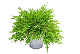 植物,绿色,竹