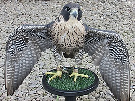 百富勤,獵鷹,鳥