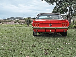 野馬,老,汽車