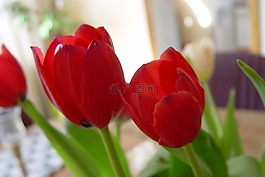 鮮花,郁金香,紅色
