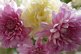 康乃馨,鮮花,春