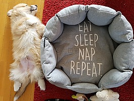 狗,柯基犬图片,可爱