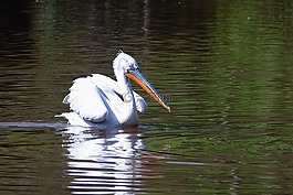 鳥,鵜,動(dòng)物