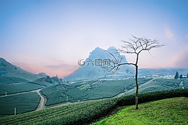 莫克洲茶doi,moc洲山,心臟茶園