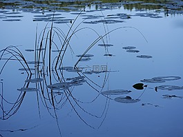 湖,反思,lillypads