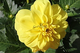 花,達(dá)利拉,花的