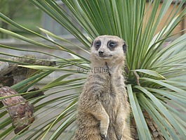 貓鼬,環(huán)境,野生動物