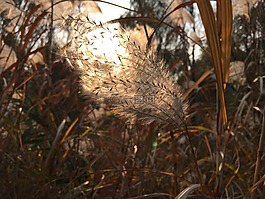 一米阳光,芦苇,微风