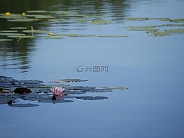 湖,水,平静