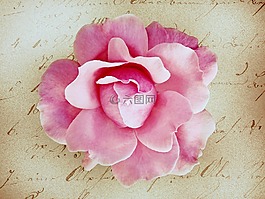 花,玫瑰,粉紅色