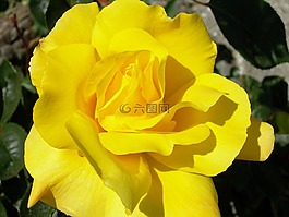 玫瑰,花,特寫