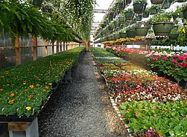 鮮花,溫室,花園