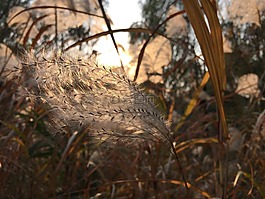 一米阳光,芦苇,微风