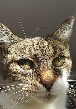 貓,動物,家貓