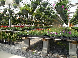 鮮花,溫室,花園