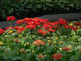 鮮花,溫室,花園