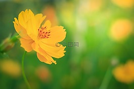 宇宙花,黃色的花,性質(zhì)