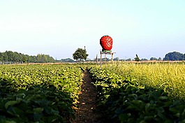 草莓的字段,耕地,農(nóng)業(yè)