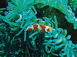 小丑魚,水下,跳水