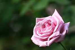 玫瑰,鲜花,秋天的玫瑰