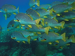 魚群,魚,水下