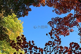 秋,秋天,葉子